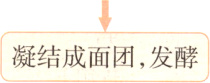 凝结成面团发酵