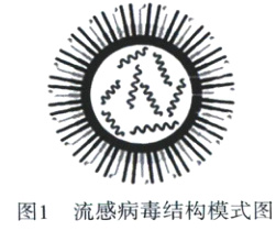 图1流感病毒结构模式图