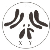 XY