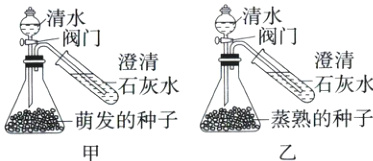 一蒸熟的种子一萌发的种子