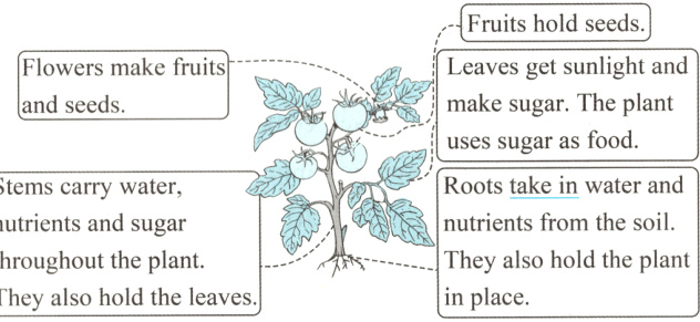 throughouttheplantinplace
