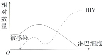 被感染淋巴细胞