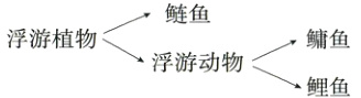 浮游植物浮游动物鱼鲤鱼
