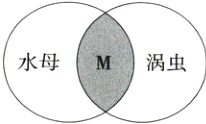 水母M涡虫