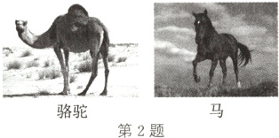 骆驼第2题