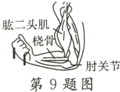 肘关节第9题图