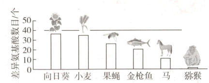 ;00向日葵小麦果蝇金枪鱼马猕猴