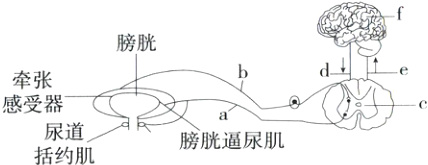 感受器尿道aR膀胱逼尿肌括约肌