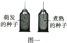 的种子的种子图一