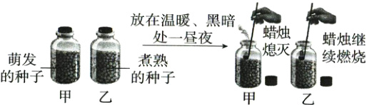 熄灭续燃烧萌发煮熟的种子的种子甲乙