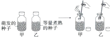 等量煮熟的种子