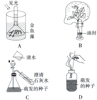 的种子萌发的种子