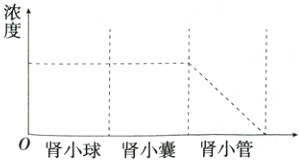 0肾小球肾小囊肾小管