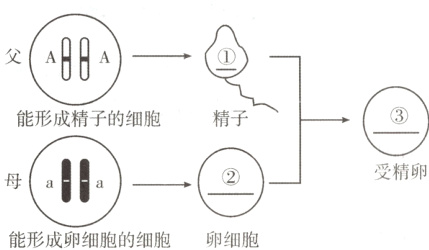 能形成卵细胞的细胞卵细胞