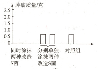 同时涂抹分别单独对照组两种改造涂抹两种S菌改造S菌
