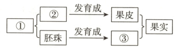 果皮果实发育成