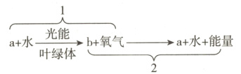 光能复a+水+能量b+氧气a+水叶绿体