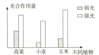 玉米高粱小麦不同植物