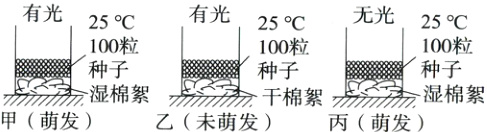 种子湿棉絮干棉絮甲萌发乙未萌发丙萌发