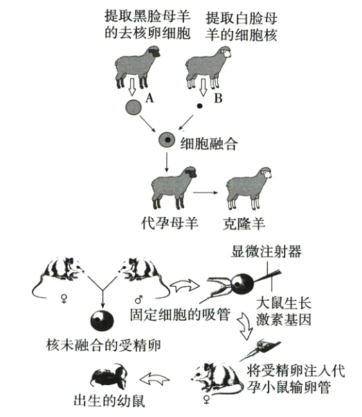 将受精卵注入代孕小鼠输卵管出生的幼鼠