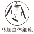 马蛔虫体细胞