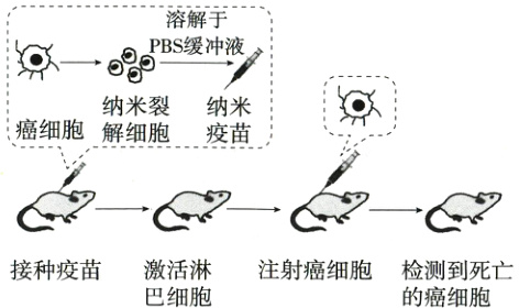 接种疫苗激活淋注射癌细胞检测到死亡巴细胞的癌细胞