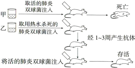 存活将活的肺炎双球菌注入