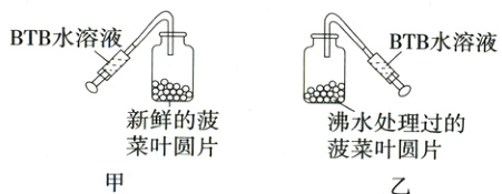 新鲜的菠沸水处理过的菜叶圆片菠菜叶圆片