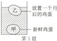 新鲜鸡蛋第5题