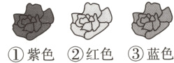 ①紫色②红色③蓝色