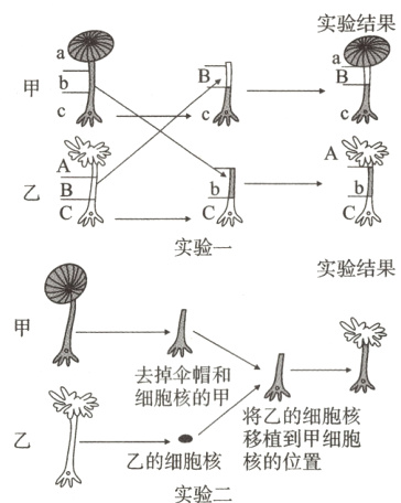 移植到甲细胞乙的细胞核核的位置实验二
