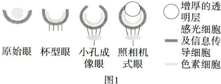 原始眼杯型眼小孔成照相机导细胞像眼式眼色素细胞图1