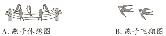 A燕子休憩图B燕子飞翔图