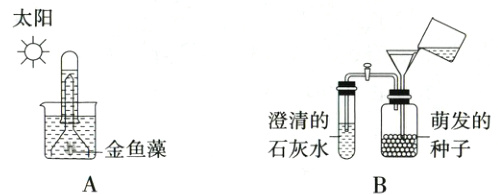 愍金鱼藻石灰水种子