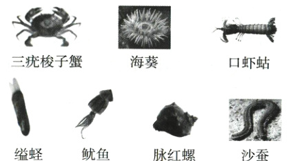 III鱿鱼脉红螺缢蛏沙蚕