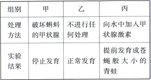 停止发育正常发育蝇般大小的结果青蛙