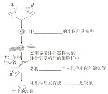 ④出生后发育成超级鼠生出的幼鼠