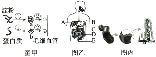 蛋白质毛细血管图丙图乙图甲