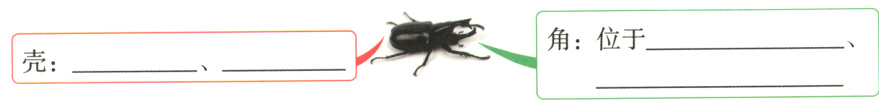 角位于壳