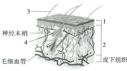 皮下组织毛细血管