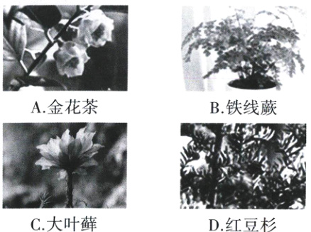 C大叶藓D红豆杉