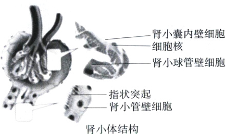 肾小管壁细胞肾小体结构