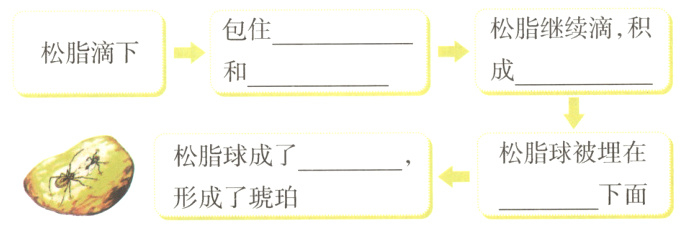 下面形成了琥珀