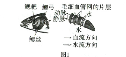 二流方向鳃丝图1