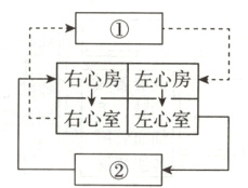 −右心室左心室