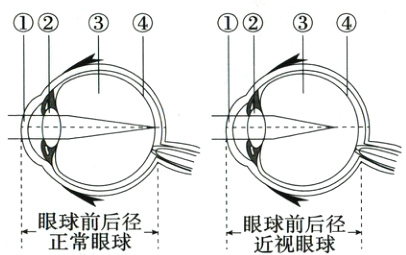 眼球前后径眼球前后后径