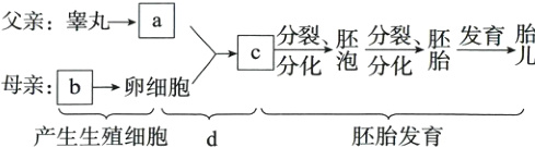 母亲→卵细胞产生生殖细胞d胚胎发育