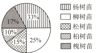 210oAI柏树苗5二槐树苗