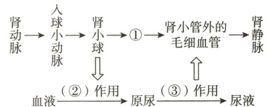 ②作用③作用尿液血液原尿