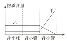 肾小球肾小囊肾小管